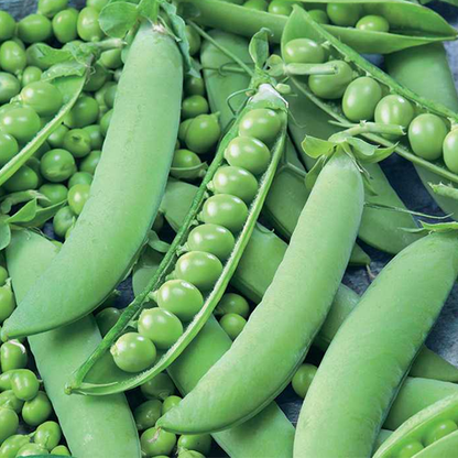 Sweet Pea Seeds