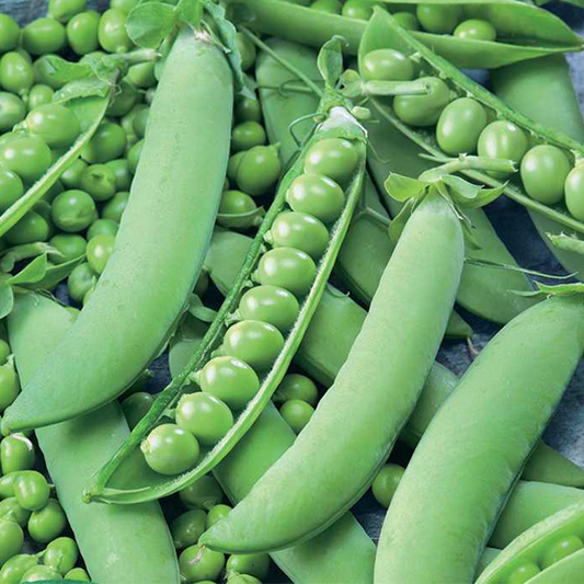 Sweet Pea Seeds