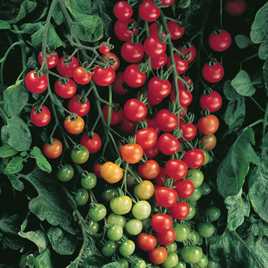 Sweet Cherry Tomato Seeds