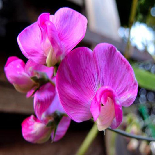 Pea (Lathyrus Odoratus) Flower seeds