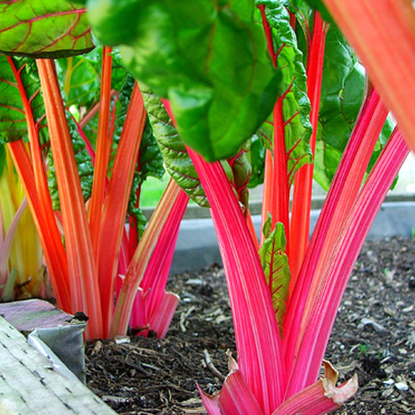 Five Color Swiss Chard Seeds