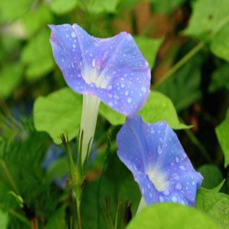 Baby Blue Ipomoea Morning Glory Seeds