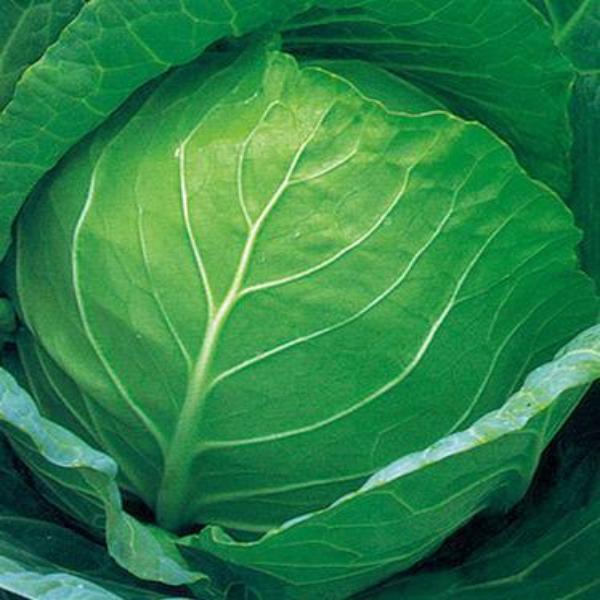 Hot Dreams Cabbage Seed vegetable 200 seeds