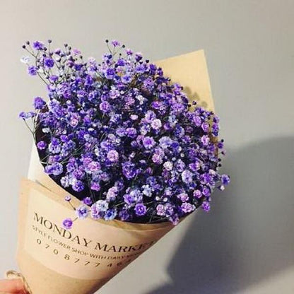 Purple Gypsophila Flower Seeds
