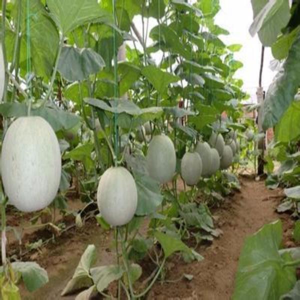 Cantaloupe Melon Seeds