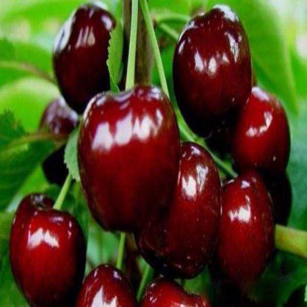 Dwarf Cherry Tree Fruit Seeds