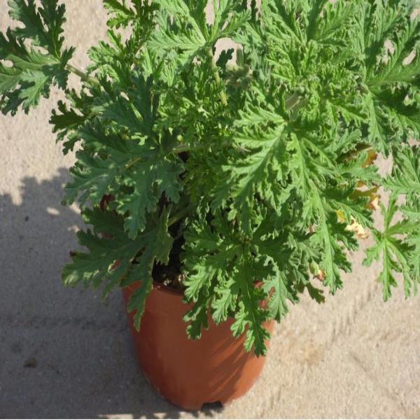 Buster vanilla Herb Seeds