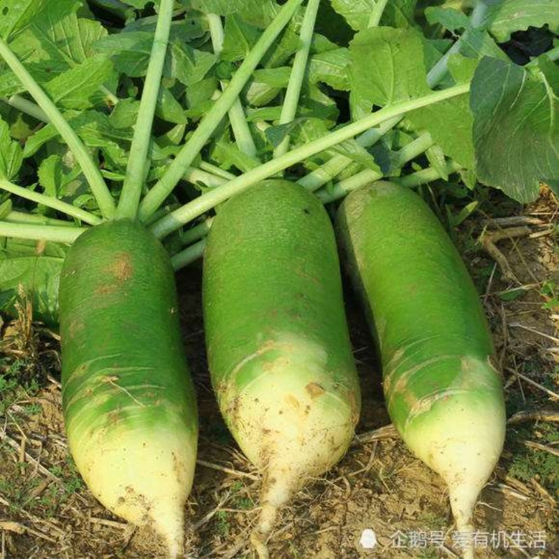 Fruit Radish Seeds