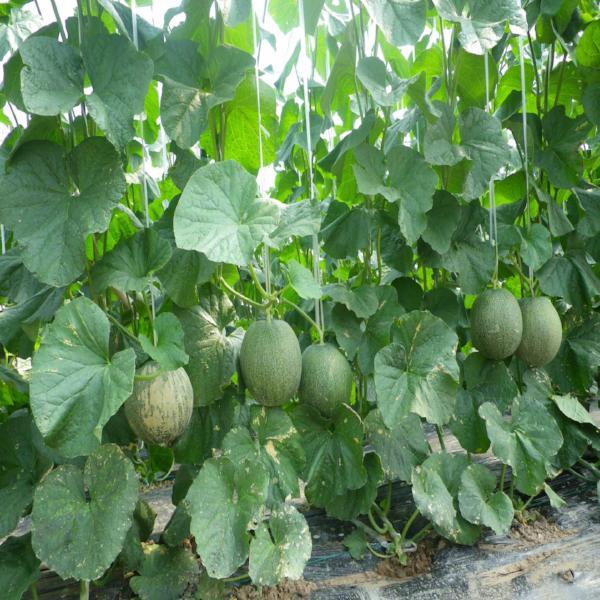 Cantaloupe Melon Seeds