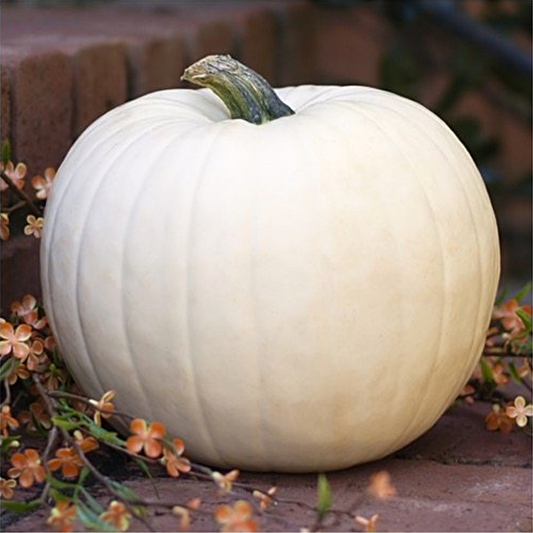 White Pumpkin Seeds